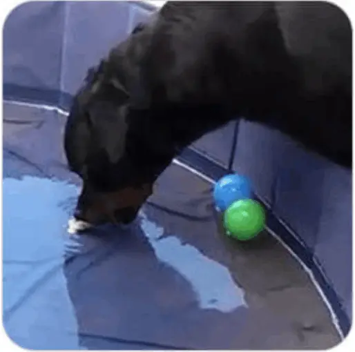 brain training for dogs module-3