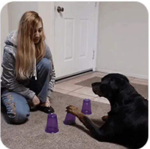 brain training for dogs module-4