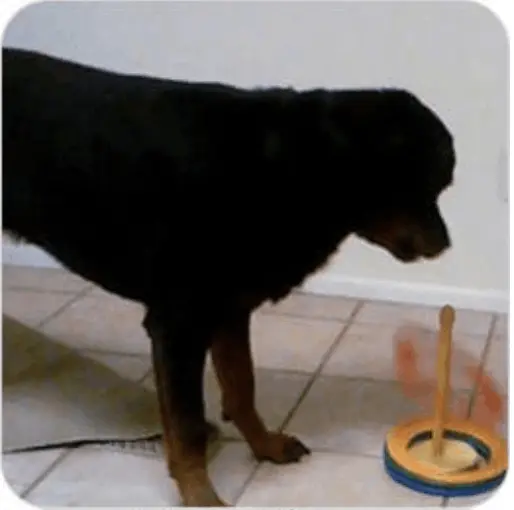 brain training for dogs module-7